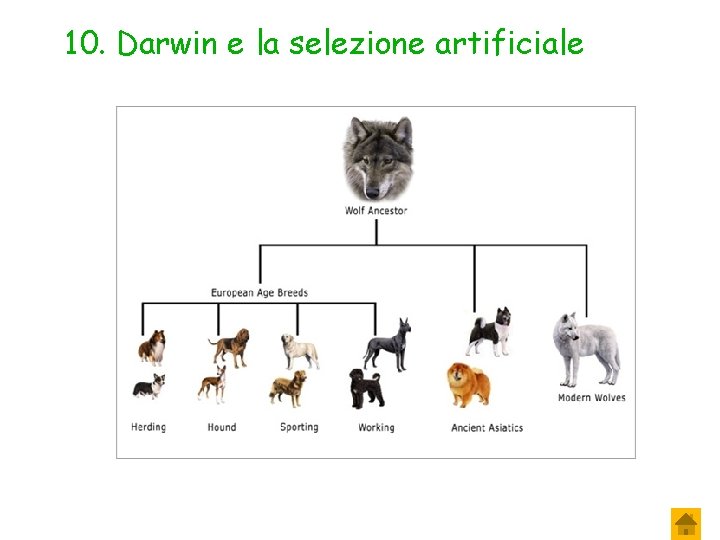 10. Darwin e la selezione artificiale 