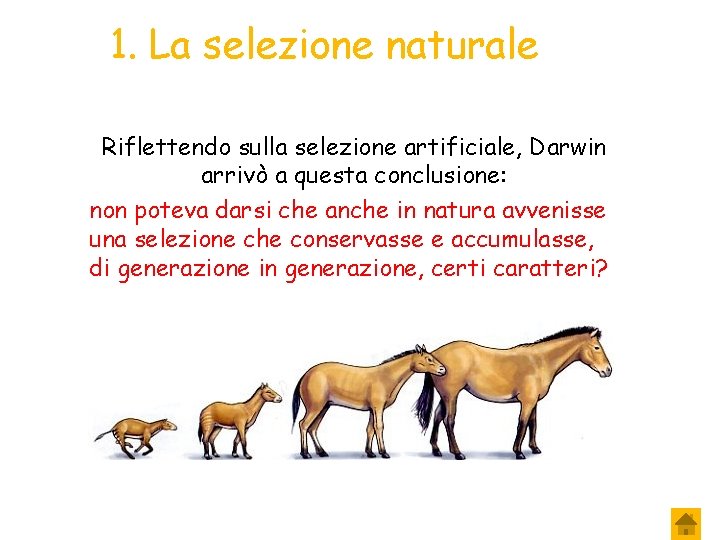 1. La selezione naturale Riflettendo sulla selezione artificiale, Darwin arrivò a questa conclusione: non