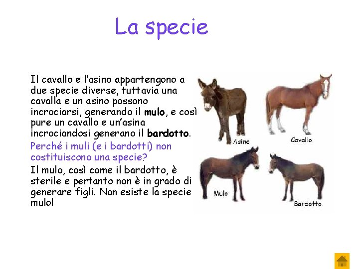 La specie Il cavallo e l’asino appartengono a due specie diverse, tuttavia una cavalla