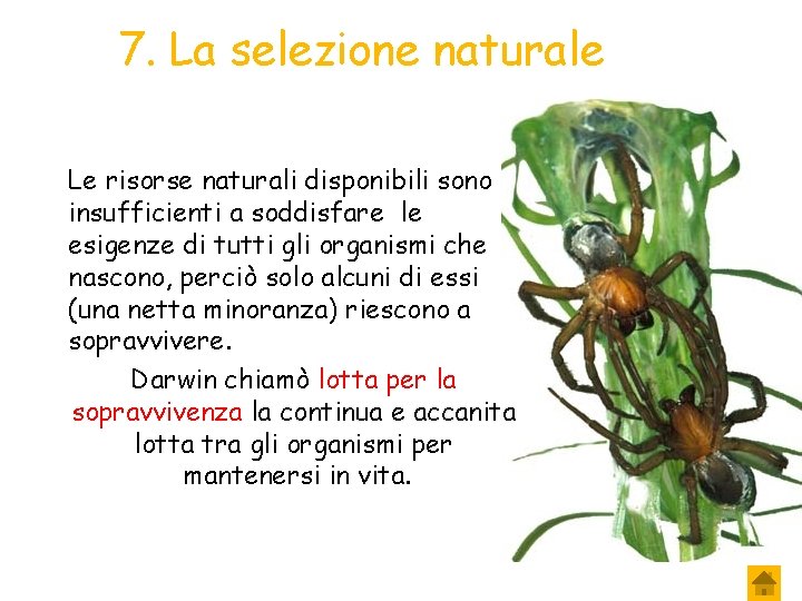 7. La selezione naturale Le risorse naturali disponibili sono insufficienti a soddisfare le esigenze