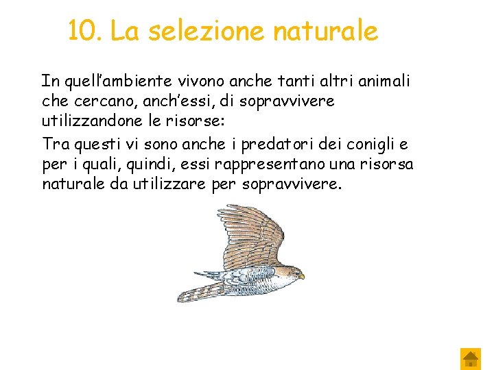 10. La selezione naturale In quell’ambiente vivono anche tanti altri animali che cercano, anch’essi,