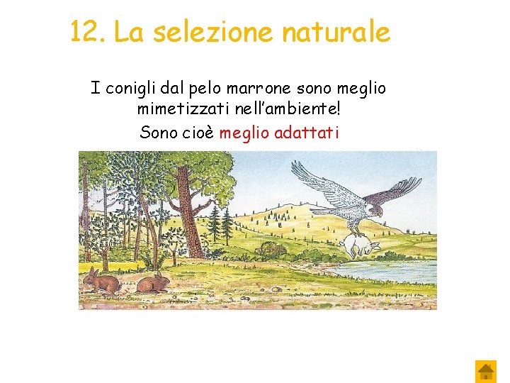 12. La selezione naturale I conigli dal pelo marrone sono meglio mimetizzati nell’ambiente! Sono