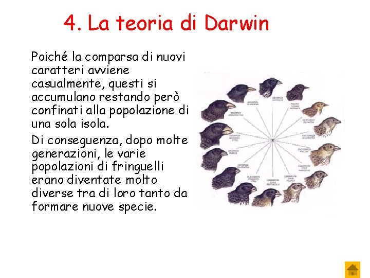 4. La teoria di Darwin Poiché la comparsa di nuovi caratteri avviene casualmente, questi