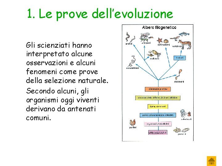 1. Le prove dell’evoluzione Gli scienziati hanno interpretato alcune osservazioni e alcuni fenomeni come