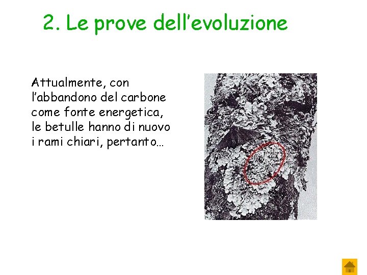 2. Le prove dell’evoluzione Attualmente, con l’abbandono del carbone come fonte energetica, le betulle