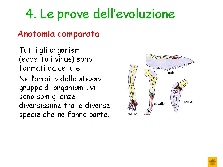 4. Le prove dell’evoluzione Anatomia comparata Tutti gli organismi (eccetto i virus) sono formati