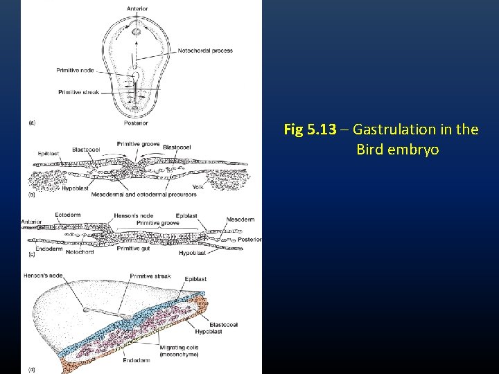 Fig 5. 13 – Gastrulation in the Bird embryo Fig 5. 13 – Gastrulation in the Bird embryo
