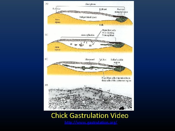 Chick Gastrulation Video http: //www. gastrulation. org/ Chick Gastrulation Video http: //www. gastrulation. org/