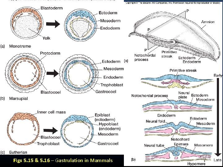 Figs 5. 15 & 5. 16 – Gastrulation in Mammals Figs 5. 15 & 5. 16 – Gastrulation in Mammals