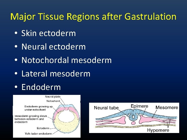 Major Tissue Regions after Gastrulation • • • Skin ectoderm Neural ectoderm Notochordal mesoderm Major Tissue Regions after Gastrulation • • • Skin ectoderm Neural ectoderm Notochordal mesoderm