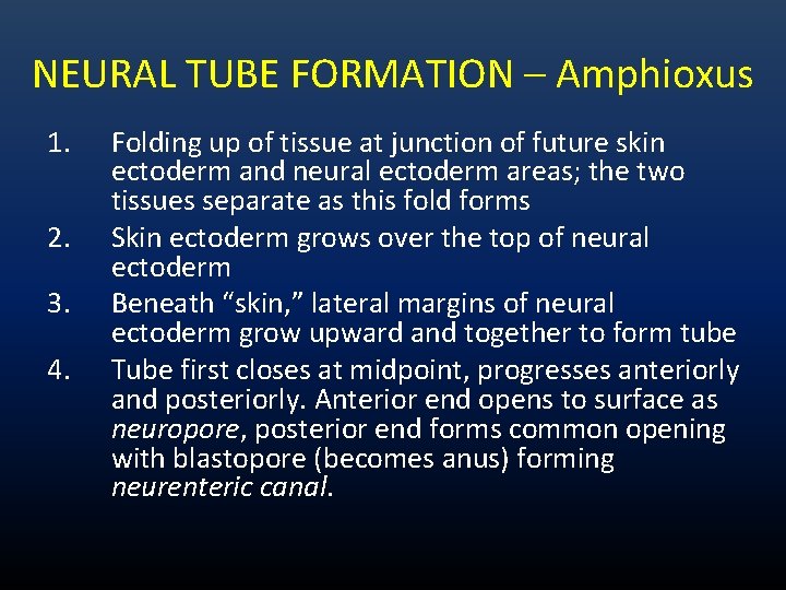 NEURAL TUBE FORMATION – Amphioxus 1. 2. 3. 4. Folding up of tissue at NEURAL TUBE FORMATION – Amphioxus 1. 2. 3. 4. Folding up of tissue at