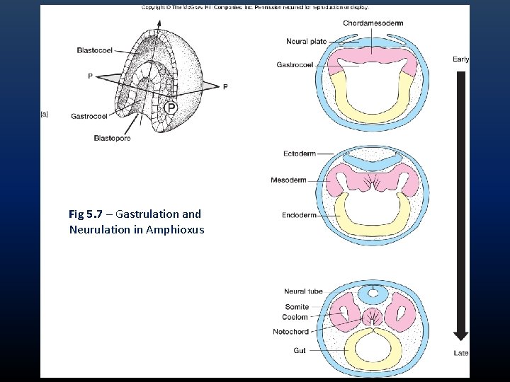 Fig 5. 7 – Gastrulation and Neurulation in Amphioxus Fig 5. 7 – Gastrulation and Neurulation in Amphioxus