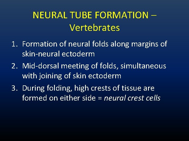NEURAL TUBE FORMATION – Vertebrates 1. Formation of neural folds along margins of skin-neural NEURAL TUBE FORMATION – Vertebrates 1. Formation of neural folds along margins of skin-neural
