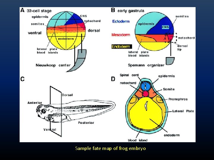 Sample fate map of frog embryo Sample fate map of frog embryo