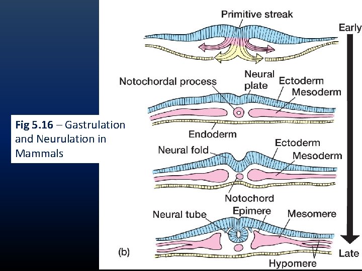 Fig 5. 16 – Gastrulation and Neurulation in Mammals Fig 5. 16 – Gastrulation and Neurulation in Mammals