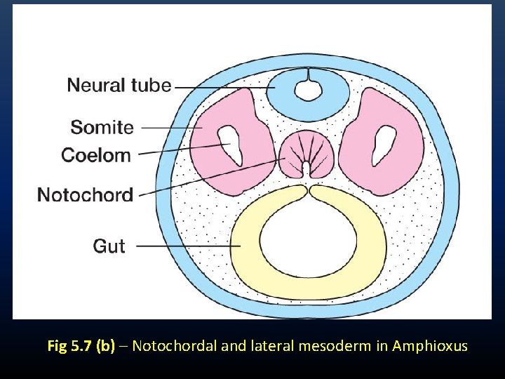 Fig 5. 7 (b) – Notochordal and lateral mesoderm in Amphioxus Fig 5. 7 (b) – Notochordal and lateral mesoderm in Amphioxus