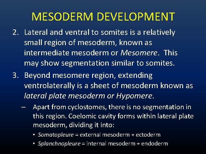 MESODERM DEVELOPMENT 2. Lateral and ventral to somites is a relatively small region of MESODERM DEVELOPMENT 2. Lateral and ventral to somites is a relatively small region of