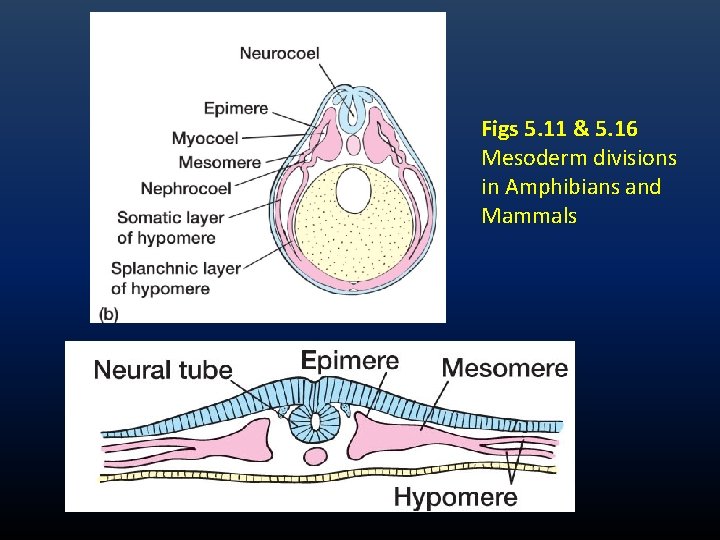 Figs 5. 11 & 5. 16 Mesoderm divisions in Amphibians and Mammals Figs 5. 11 & 5. 16 Mesoderm divisions in Amphibians and Mammals
