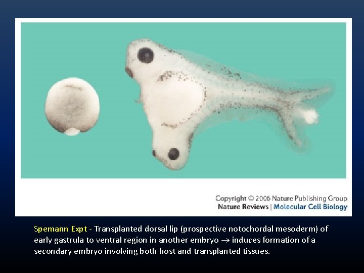 Spemann Expt - Transplanted dorsal lip (prospective notochordal mesoderm) of early gastrula to ventral Spemann Expt - Transplanted dorsal lip (prospective notochordal mesoderm) of early gastrula to ventral