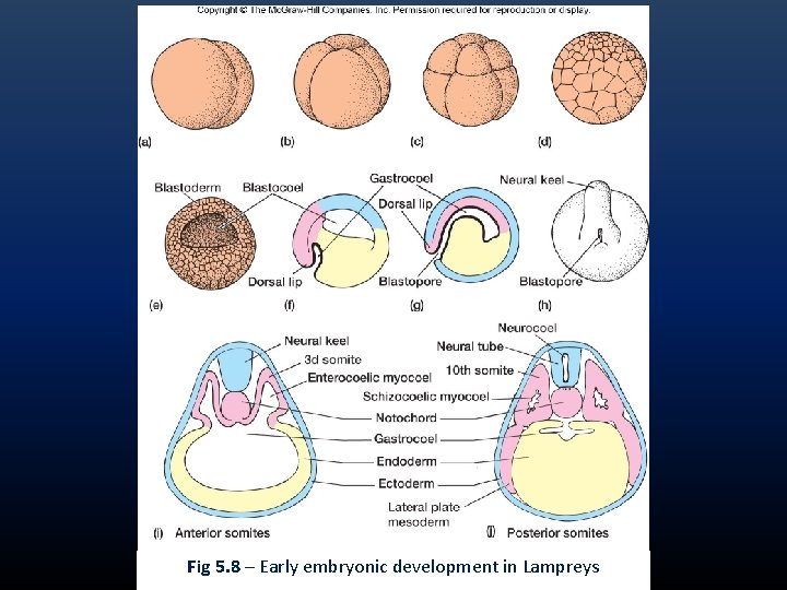 Fig 5. 8 – Early embryonic development in Lampreys Fig 5. 8 – Early embryonic development in Lampreys