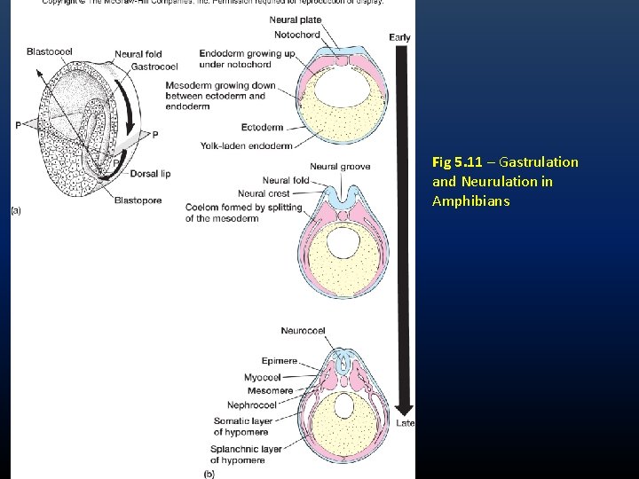 Fig 5. 11 – Gastrulation and Neurulation in Amphibians Fig 5. 11 – Gastrulation and Neurulation in Amphibians