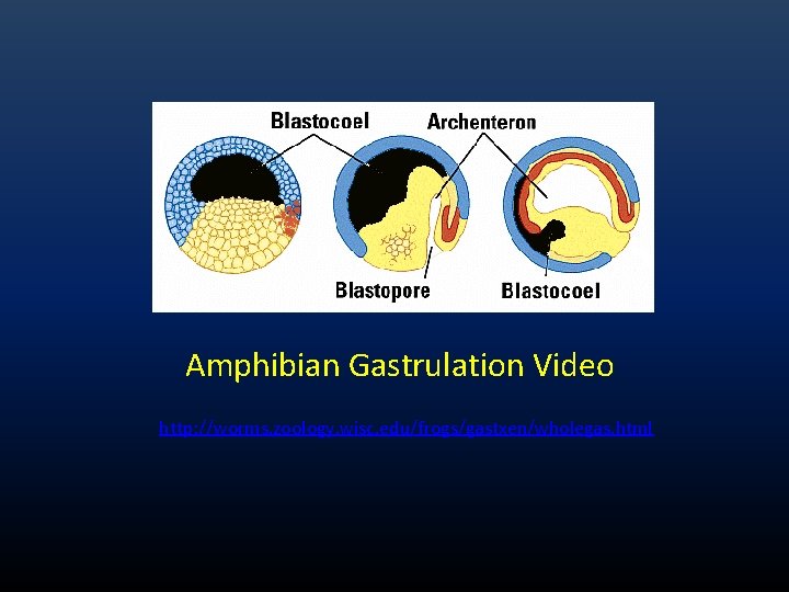 Amphibian Gastrulation Video http: //worms. zoology. wisc. edu/frogs/gastxen/wholegas. html Amphibian Gastrulation Video http: //worms. zoology. wisc. edu/frogs/gastxen/wholegas. html