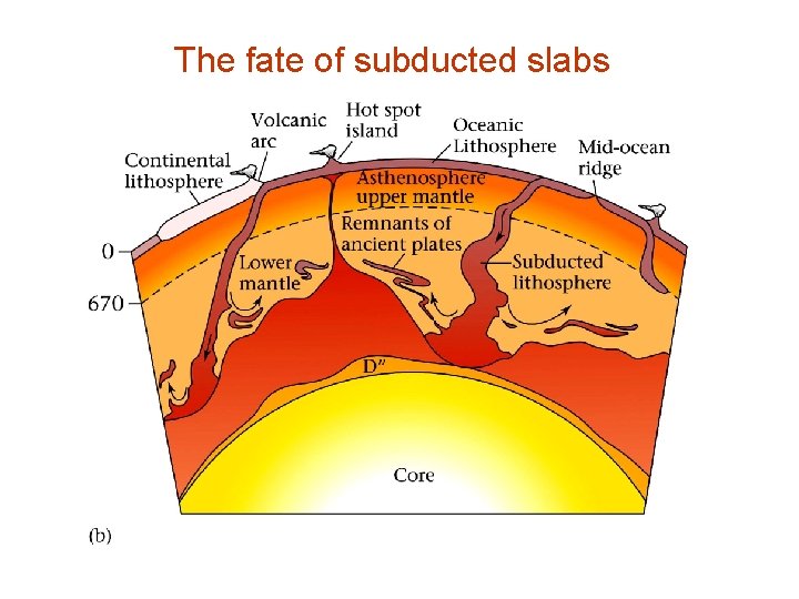 The fate of subducted slabs 