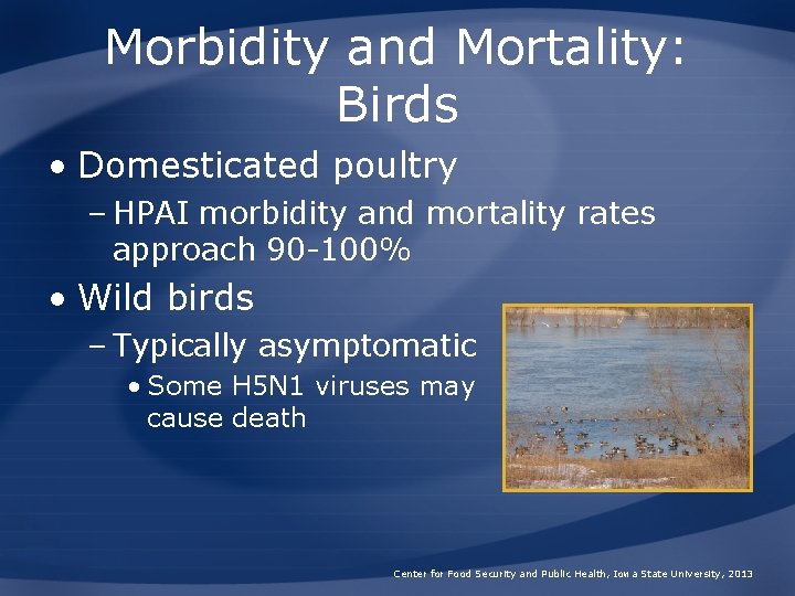 Morbidity and Mortality: Birds • Domesticated poultry – HPAI morbidity and mortality rates approach