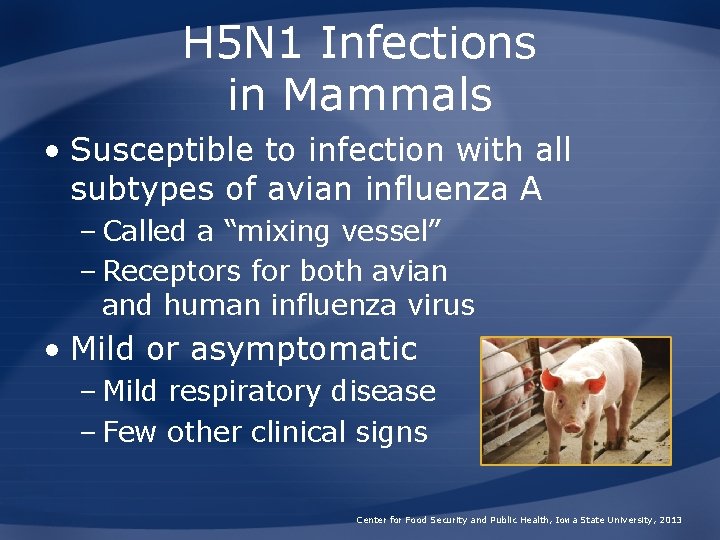 H 5 N 1 Infections in Mammals • Susceptible to infection with all subtypes