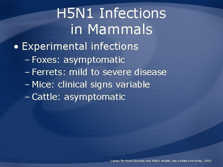 H 5 N 1 Infections in Mammals • Experimental infections – Foxes: asymptomatic –