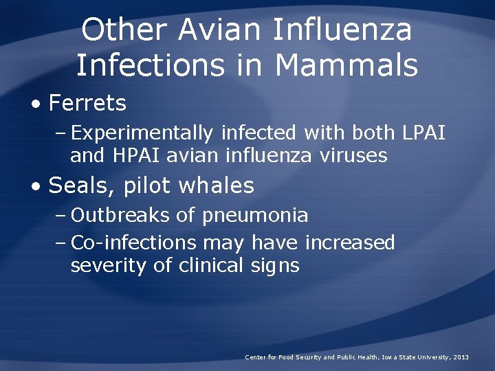 Other Avian Influenza Infections in Mammals • Ferrets – Experimentally infected with both LPAI