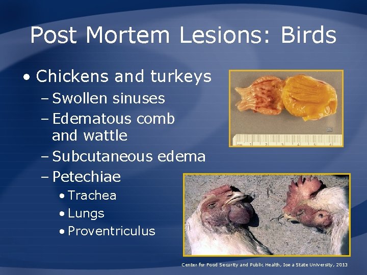 Post Mortem Lesions: Birds • Chickens and turkeys – Swollen sinuses – Edematous comb