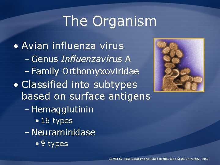 The Organism • Avian influenza virus – Genus Influenzavirus A – Family Orthomyxoviridae •