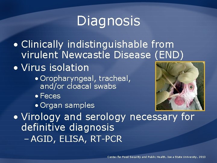 Diagnosis • Clinically indistinguishable from virulent Newcastle Disease (END) • Virus isolation • Oropharyngeal,