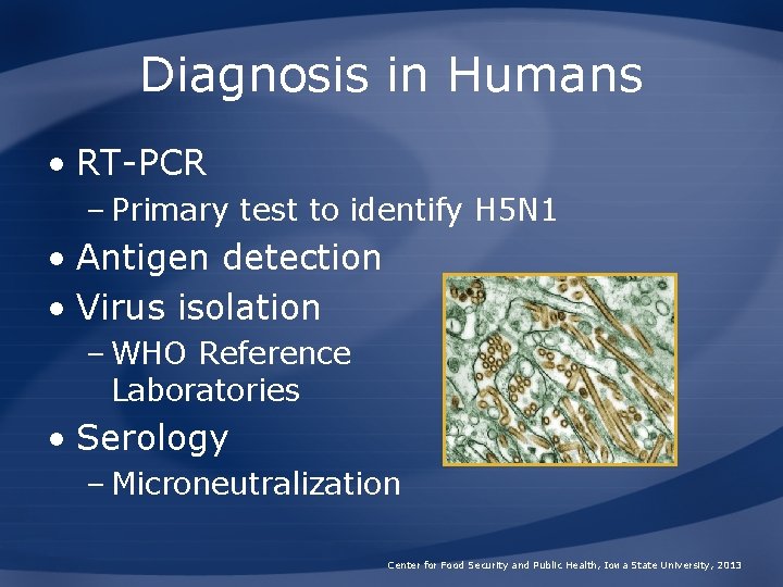 Diagnosis in Humans • RT-PCR – Primary test to identify H 5 N 1
