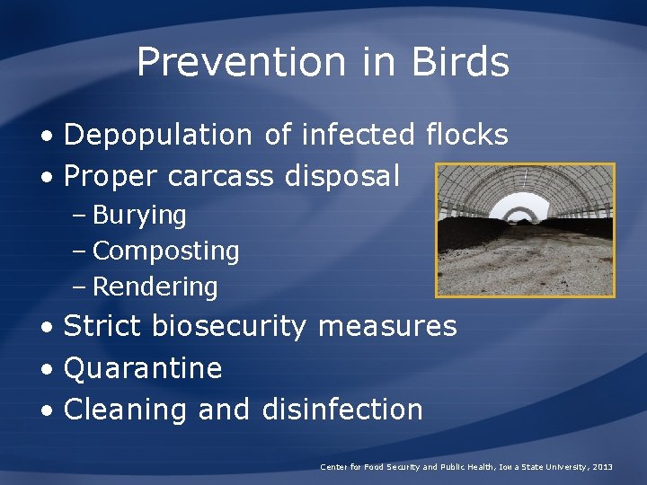 Prevention in Birds • Depopulation of infected flocks • Proper carcass disposal – Burying