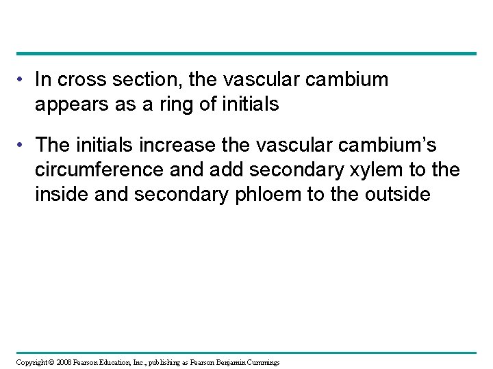  • In cross section, the vascular cambium appears as a ring of initials