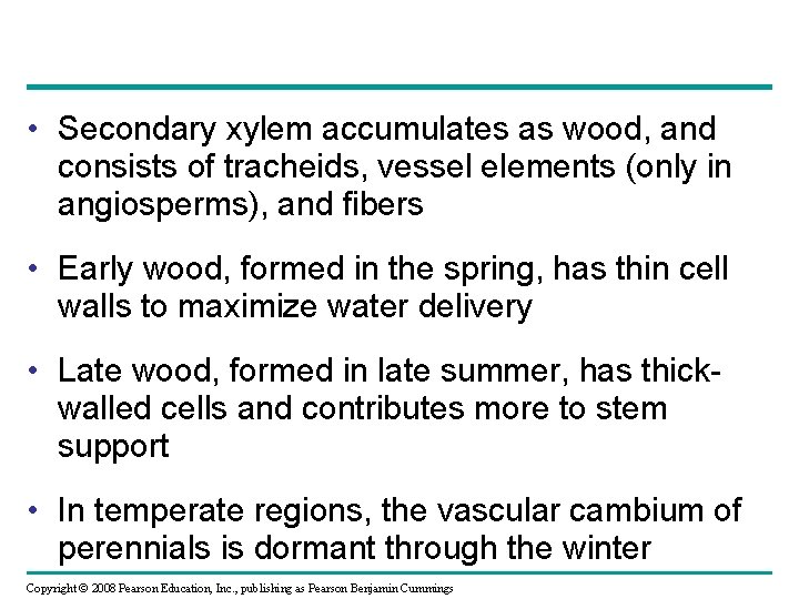  • Secondary xylem accumulates as wood, and consists of tracheids, vessel elements (only