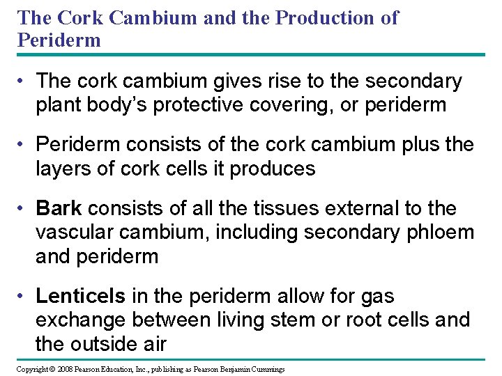 The Cork Cambium and the Production of Periderm • The cork cambium gives rise