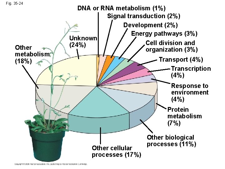 Fig. 35 -24 Other metabolism (18%) DNA or RNA metabolism (1%) Signal transduction (2%)