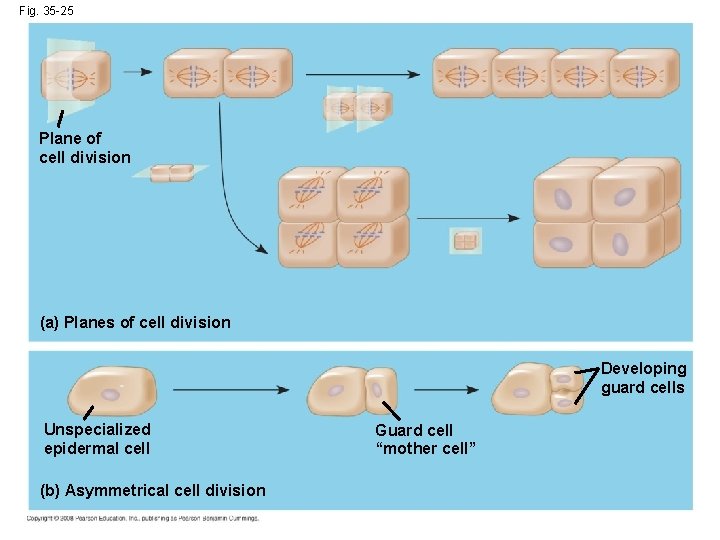 Fig. 35 -25 Plane of cell division (a) Planes of cell division Developing guard