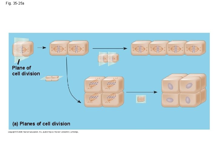 Fig. 35 -25 a Plane of cell division (a) Planes of cell division 