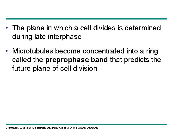 • The plane in which a cell divides is determined during late interphase
