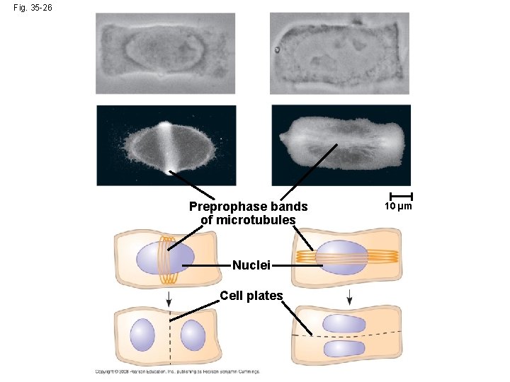 Fig. 35 -26 Preprophase bands of microtubules Nuclei Cell plates 10 µm 