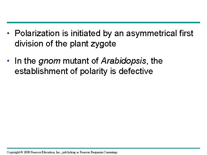  • Polarization is initiated by an asymmetrical first division of the plant zygote