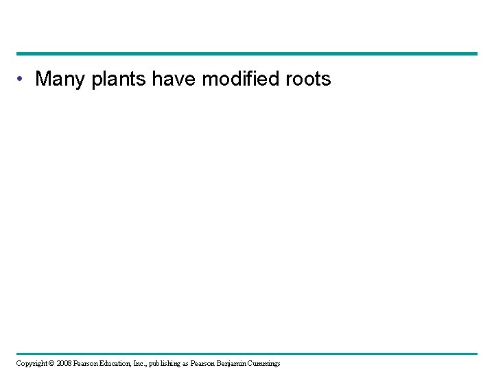  • Many plants have modified roots Copyright © 2008 Pearson Education, Inc. ,