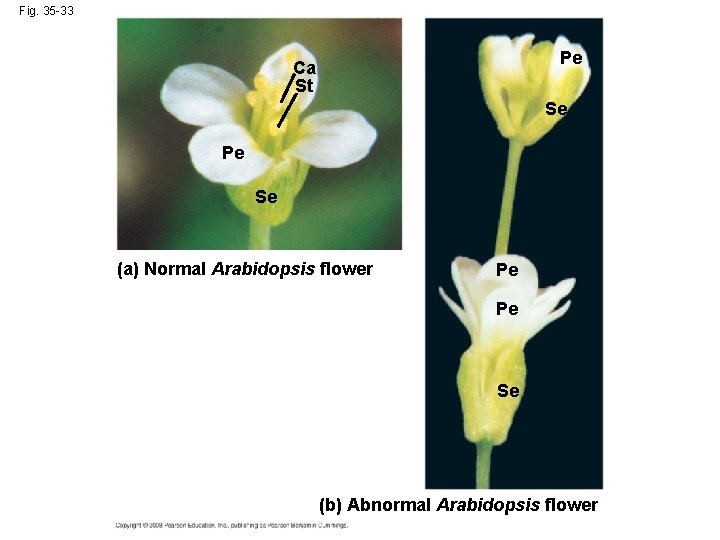 Fig. 35 -33 Pe Ca St Se Pe Se (a) Normal Arabidopsis flower Pe