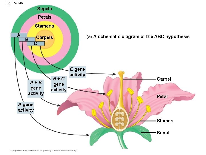 Fig. 35 -34 a Sepals Petals Stamens A B (a) A schematic diagram of