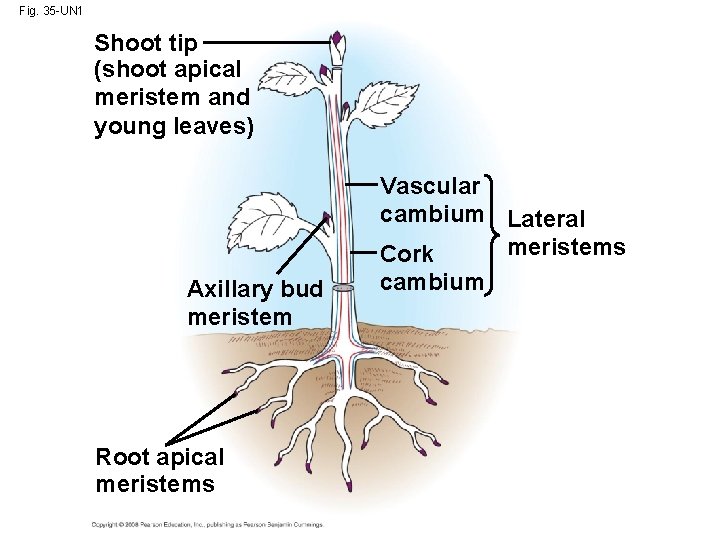 Fig. 35 -UN 1 Shoot tip (shoot apical meristem and young leaves) Axillary bud