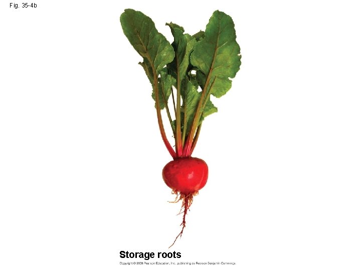 Fig. 35 -4 b Storage roots 